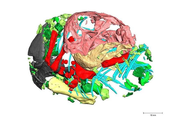 До живорождения: окаменелость показала, что предки млекопитающих откладывали яйца
