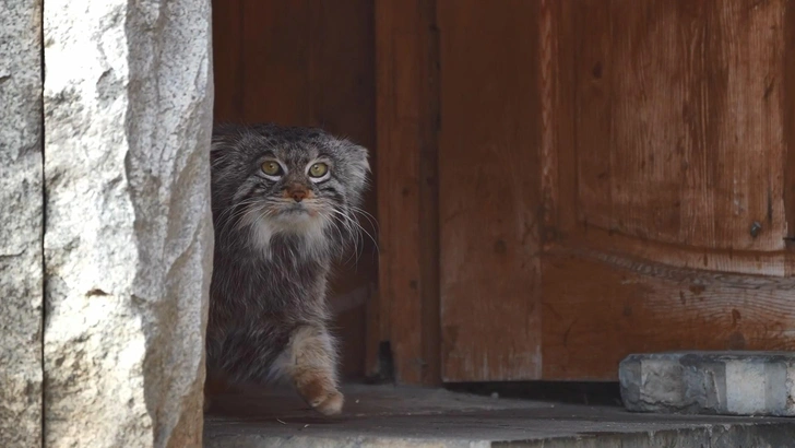 Ему хорошо одному: зоопарк просит не переживать за Тимошу, у которого нет подруги