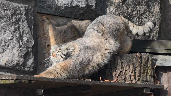 Ему хорошо одному: зоопарк просит не переживать за Тимошу, у которого нет подруги