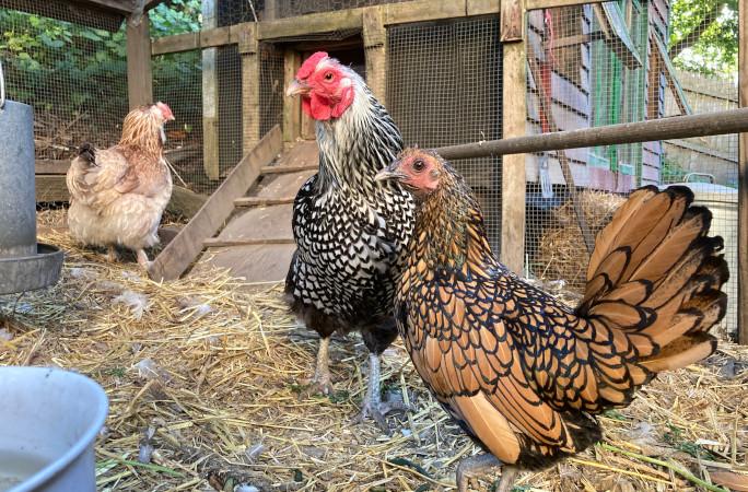 Герти совсем взрослая! 15-летняя курица претендует на звание самой старой в мире