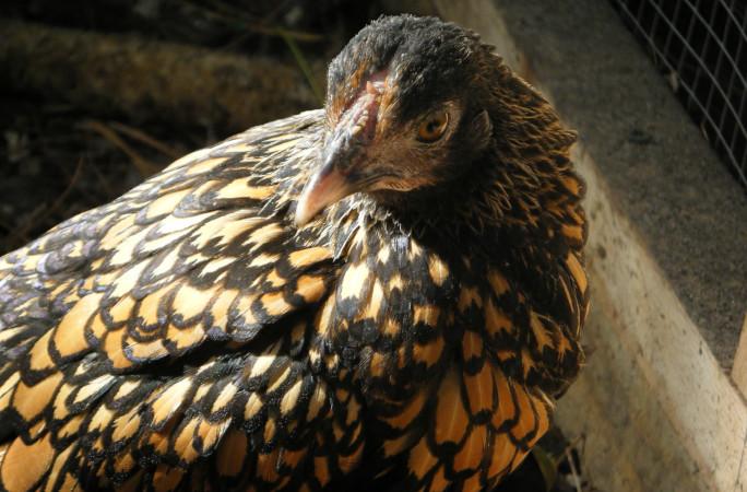 Герти совсем взрослая! 15-летняя курица претендует на звание самой старой в мире
