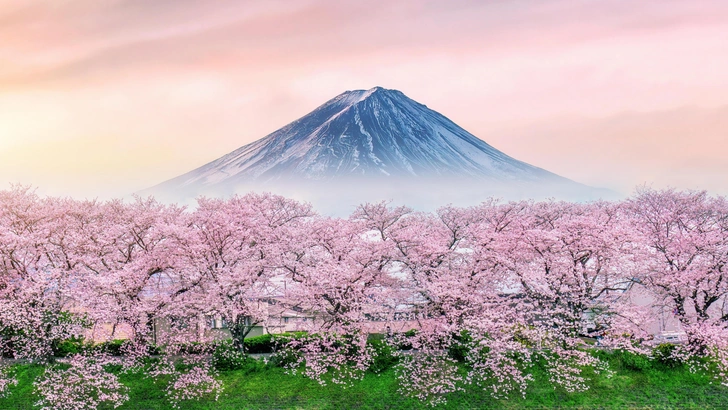 Лепестки на ветру перемен: из‑за потепления знаменитое цветение сакуры в Японии становится все скромнее