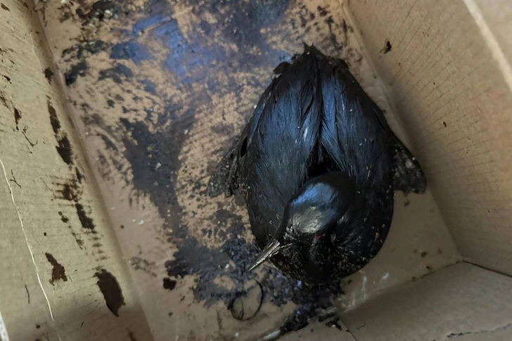 Нефтяное загрязнение движется к берегу Анапы: нашли более 200 погибших птиц после обнаружения пятна нефтепродуктов в море