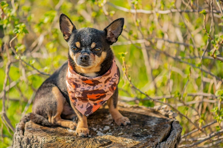 Вот почему у собак маленький мозг — так было нужно людям