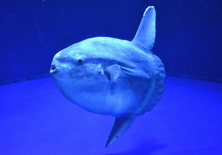 Заблудилась: в Венеции достали из лагуны огромную луну-рыбу, мешавшую судам