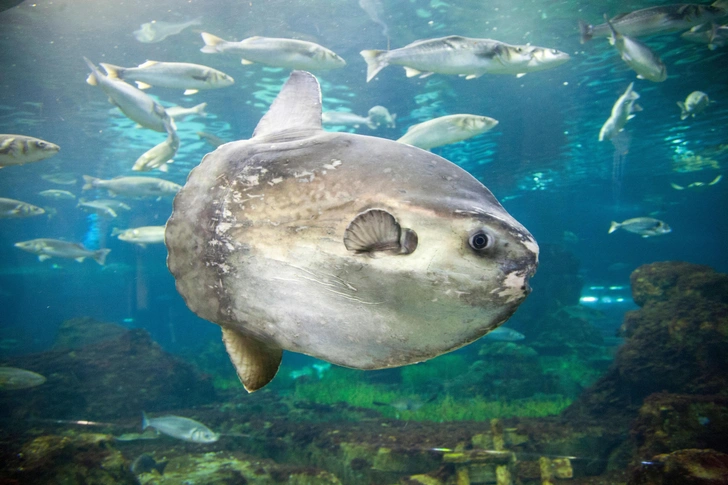 Заблудилась: в Венеции достали из лагуны огромную луну-рыбу, мешавшую судам