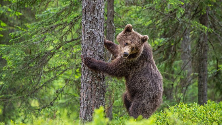 В Японии медведь напал на мужчину недалеко от начальной школы
